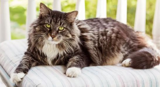 Noord Amerika vangst gesprek Hoe lang leven Maine Coon katten?