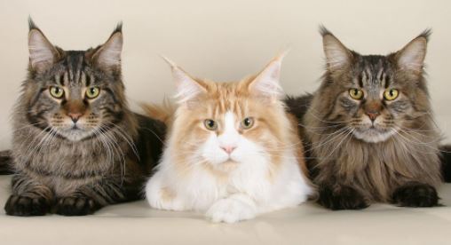 Maine Coons?