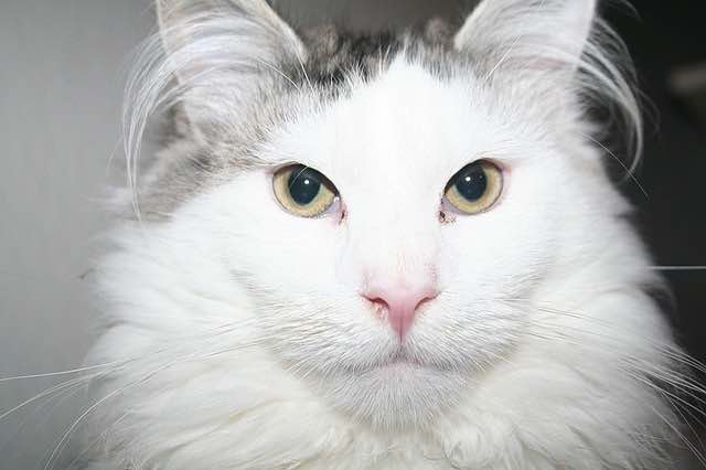 Continentaal Commissie steek Witte Maine Coon: Complete Gids