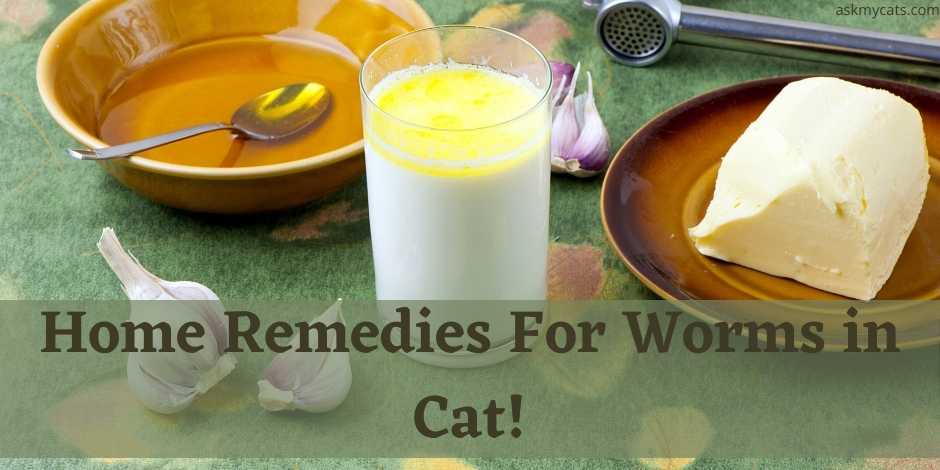 Home Remedies voor wormen in kat! Natuurlijke ontwormer voor katten